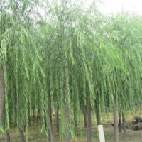 香花槐 五角枫 华山松 白蜡 国槐 黑松 垂柳 侧柏 柳树 垂柳 大叶女贞 小叶女贞 红叶小檗 龙柏 红叶李 紫叶李 樱花 榆叶梅 白皮松 绿化苗木山东 泰安张健产品供应第