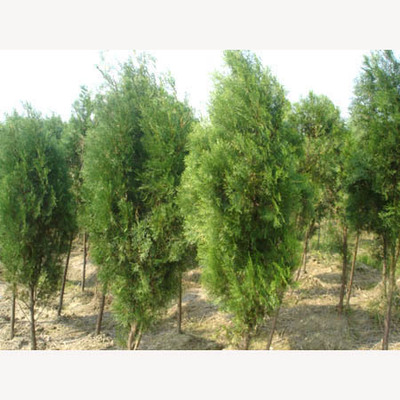 园林植物_偃师市邙岭乡林朋苗圃-