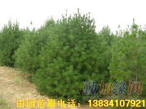 白皮松 10-20公分高营养杯白皮松 山西白皮松 优质白皮松 白皮松基地 1-4米占地白皮松_白皮松 10-20公分高营养杯白皮松 山西白皮松 优质白皮松 白皮松基地 1-4米占地白皮松价格_白皮松 10-20公分高营养杯白皮松 山西白皮松 优质白皮松 白皮松基地 1-4米占地白皮松厂家-勤加缘网【山西绛县田园苗圃园(个体经营)】