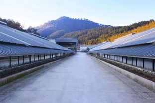 好消息 丁磊的 猪厂 落户嵊州,建成后年出栏生猪达50万头