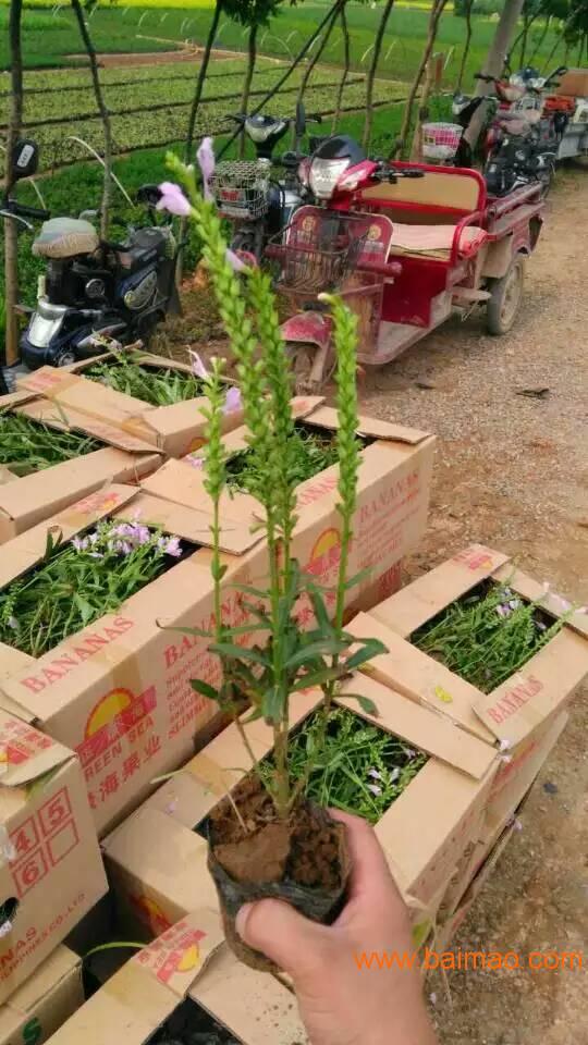 好产品 山东薰衣草 山东薰衣草基地 山东马鞭草 ,好产品 山东薰衣草 山东薰衣草基地 山东马鞭草 生产厂家,好产品 山东薰衣草 山东薰衣草基地 山东马鞭草