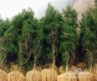 分析造成新栽植白皮松苗存活的四大因素