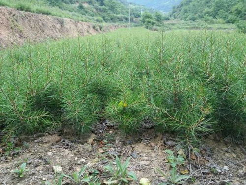 【焦作绿化类白皮松基地直销】- 