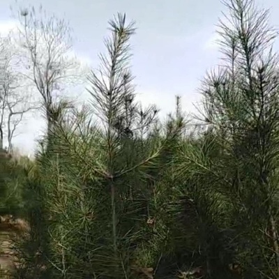 西安白皮松代办