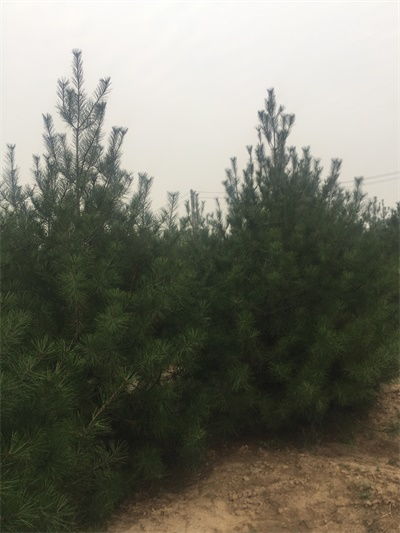 三米白皮松 三米白皮松 3米白皮松
