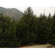 永青白皮松苗圃