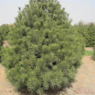 【大量供应优质绿化白皮松树苗根据规格定价多年生白皮松】泰安市泰山景区泽林苗木销售中心 - 产品库