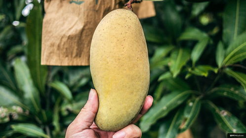 植物 水果 食品 芒果 人 梨 美食摄影图片图片壁纸 美食摄影图片图片壁纸