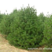 供应山西,蓝田优质3米白皮松树苗指导价 供应山西,蓝田优质3米白皮松树苗行情 绛县古绛镇明华园艺场