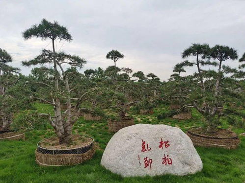 重量级 考察团来蓝田 共谋白皮松产业大发展