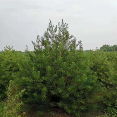 白皮松树本地货基地常年供应价格出售高羊茅草坪