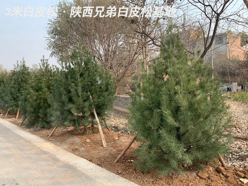 鹏程白皮松好不好 铜官山