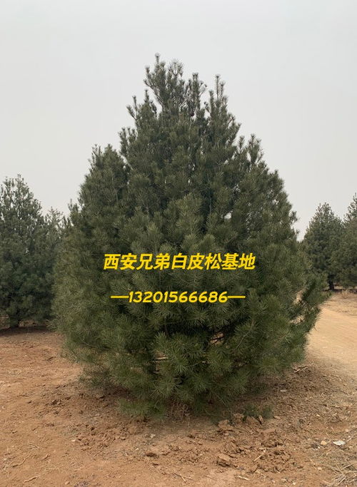 辋川求购白皮松 虞城