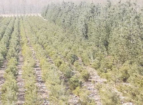 我爱家乡白皮松