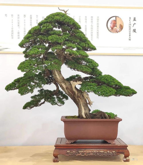 先睹为快 100张高清大图带你走进2021全国精品盆景展现场