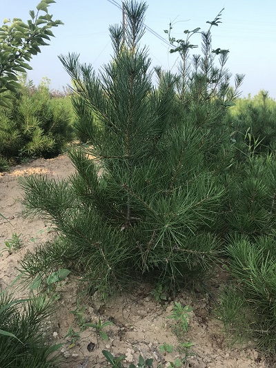 【西安占地1米5白皮松报价 包发芽 包成活 绛县呈盛苗木】-