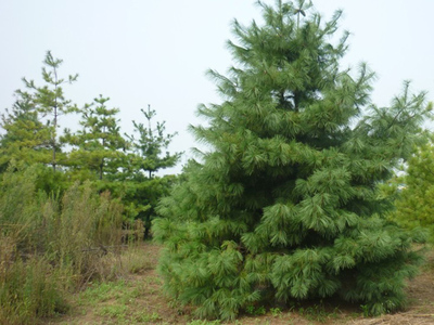 泰山白皮松基地双十二大促销!还等什么快来啊-泰安绿汇源苗木直销基地提供泰山白皮松基地双十二大促销!还等什么快来啊的相关介绍、产品、服务、图片、价格泰山白皮松、山东华山松、白皮松价格、泰山樱花基地、西府红叶李、矮化吉塞拉樱桃苗、