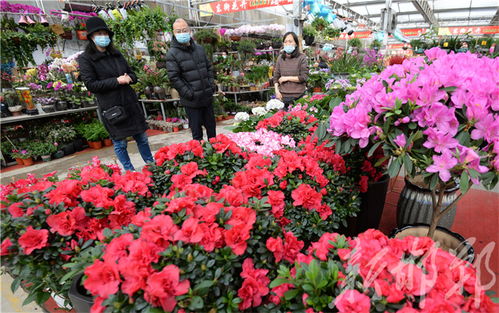 年霄花卉俏销