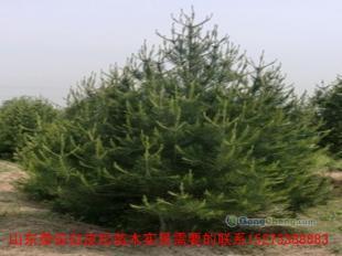 供应白皮松|绿化苗木白皮松|优质绿化苗木白皮松|白皮松苗木|白皮松价格|白皮松苗木基地|白皮松工程苗 _纺织皮革_世界工厂网中国产品信息库