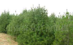 白皮松、侧柏苗价格_白皮松、侧柏苗厂家_世界工厂网产品信息库
