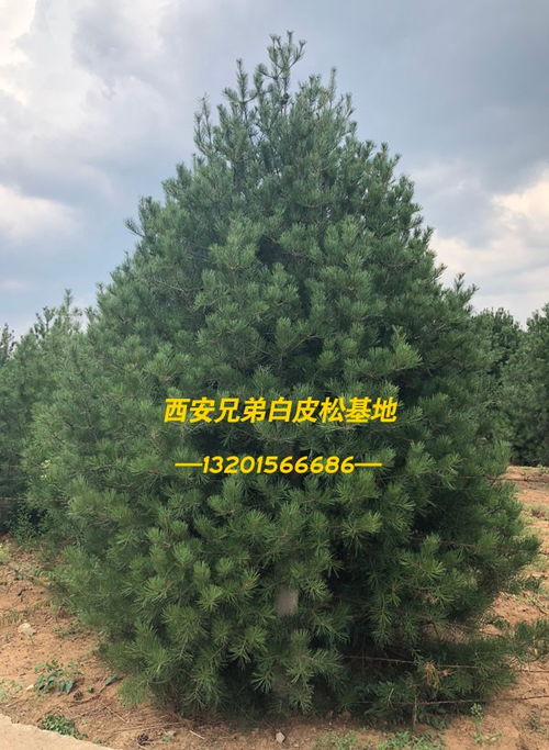 西安八方白皮松种植多钱 柳北