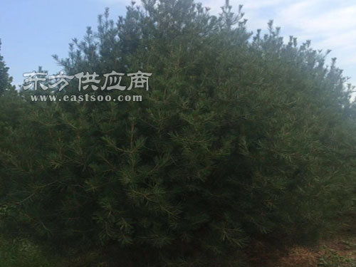 4.5米白皮松报价 4.5米白皮松 泰山区泰景苗木 查看