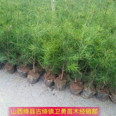 价格 厂家 中国供应商