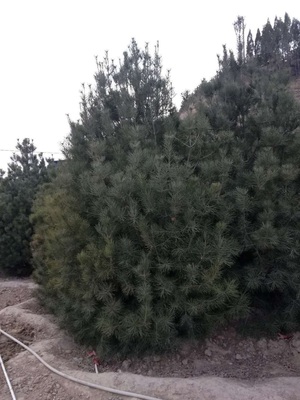 [白皮松高度100厘米白皮松 电议
