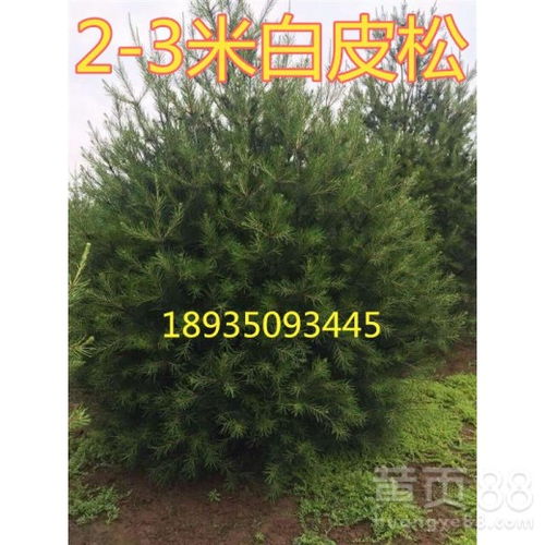 【白皮松市场价格2米白皮松+3米白皮松4米白皮松产地价格】- 
