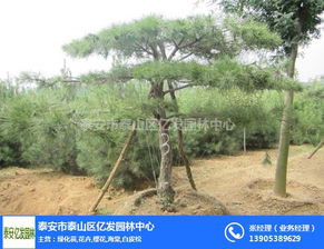 街道景松 亿发园林 在线咨询 山东街道景松