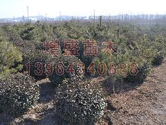 山东至好的华山松 华山松批发