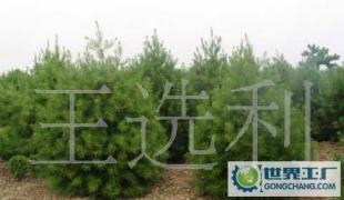 陕西1.5米白皮松价格_陕西1.5米白皮松厂家_世界工厂网产品信息库