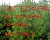 国槐苗山楂苗侧柏苗白皮松_农副产品_世界工厂网中国产品信息库