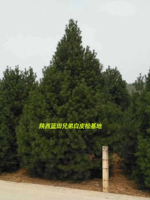 延吉 白皮松收购甘肃.徽县白皮松价格