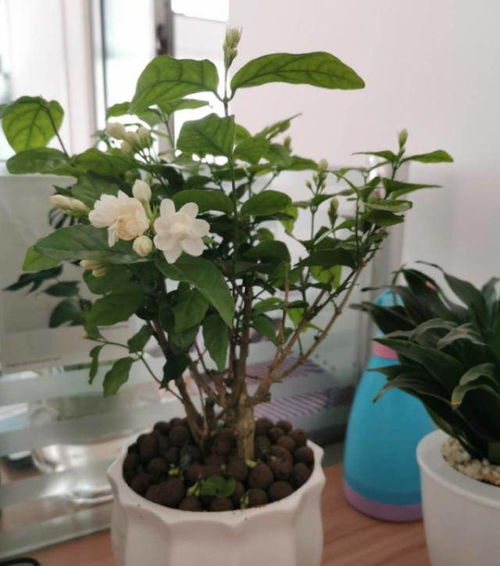 茉莉花养护技巧：叶子茂盛开花多，芳香四溢