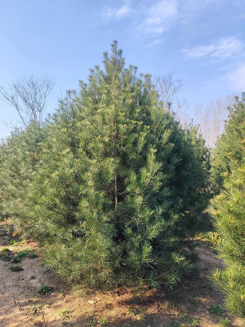 三米到四米白皮松种植全攻略