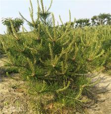 苗木种植技术与产品展示