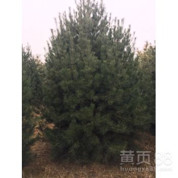 合肥白皮松价格与选购指南