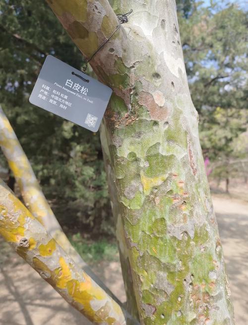 白皮松观察 四季常青的松树之王与苗木种植