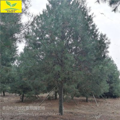 苗木种植的价格、厂家与供应商 中国市场的全面解析