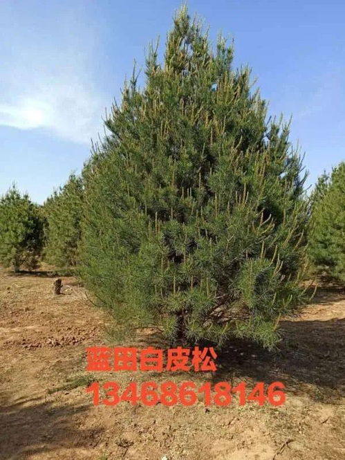陕西吴犬利白皮松 优质苗木的种植指南