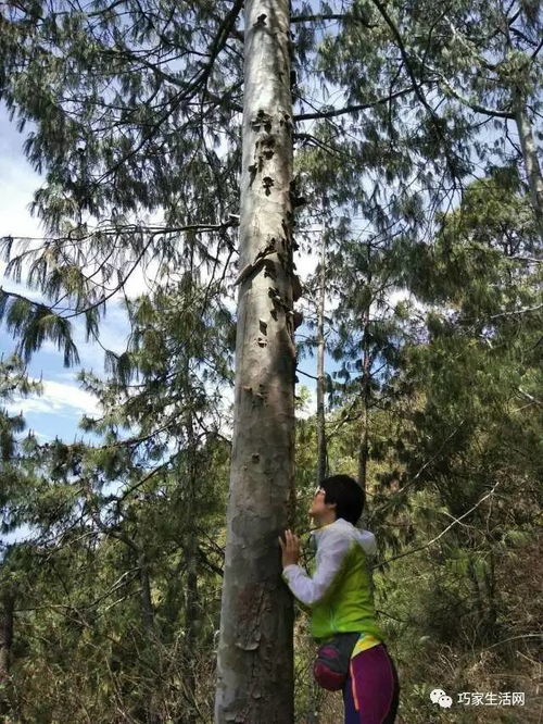 最美人间4月天 探访植物界的大熊猫——巧家杨家湾五针白皮松