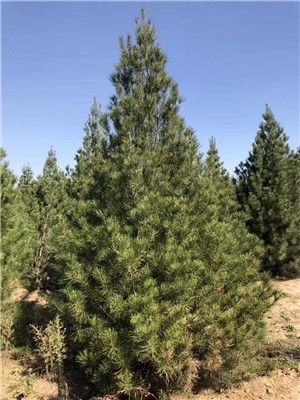 福泉3米4米白皮松苗木经销商推荐与采购指南