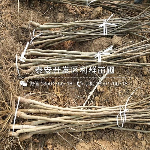 辽核核桃苗品种详解 价格与种植指南