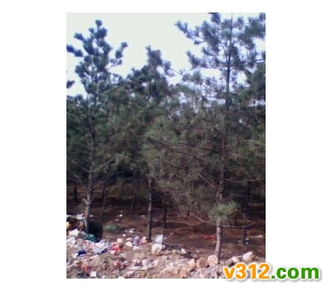 白皮松 不同高度苗木的观赏价值与应用选择