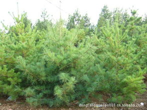 专业供应商 华山松、白皮松、粘木及各类苗木花卉