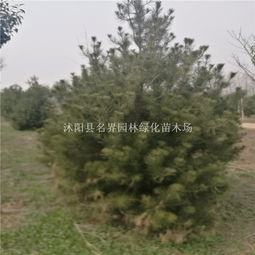 专业供应优质绿化苗木——白皮松、樱花、紫薇等,助力园林绿化建设