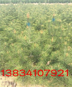 探索白皮松的魅力 从一米白皮松说起