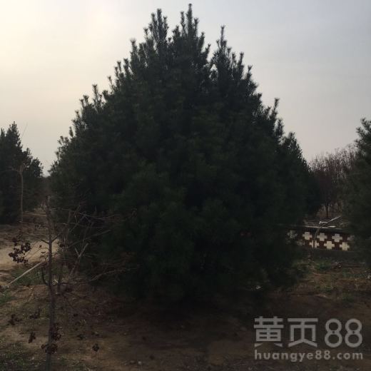 辽宁白皮松基地直销——苗木种植指南