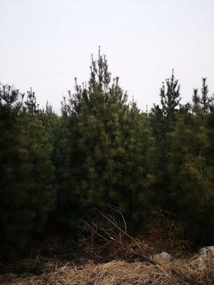 白皮松的种植方法与市场前景分析